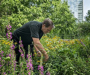 Man tending garden at Canary Wharf