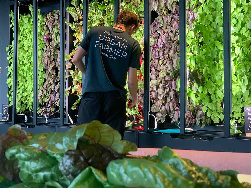 Square Mile Farms is bringing vertical farming to the heart of Canary Wharf